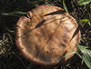  C093242croofm